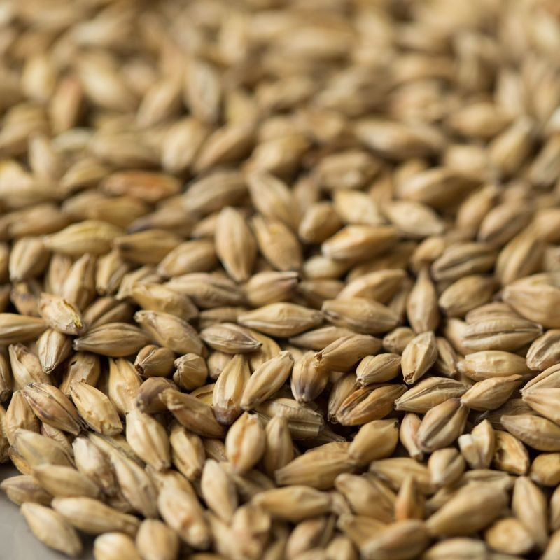 Gladfield Gladiator Malt