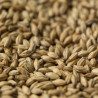 Gladfield American Ale Malt
